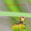 Leucorrhinia albifrons